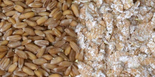 Home-made spelt flakes easily disintegrate into flour and husk.